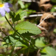 Image of Scaevola microphylla (de Vriese) Benth.