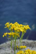 Image of Siskiyou Mountain Groundsel