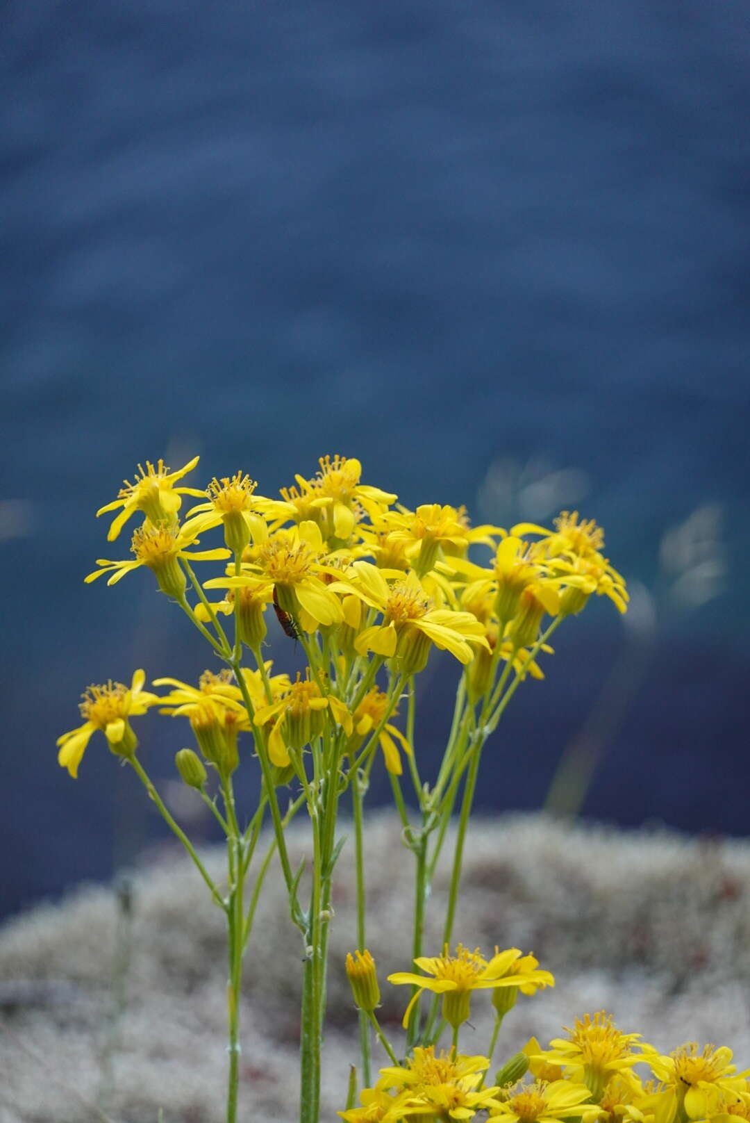 Image of Siskiyou Mountain Groundsel