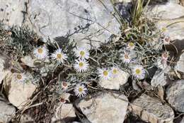 Erigeron parishii A. Gray resmi