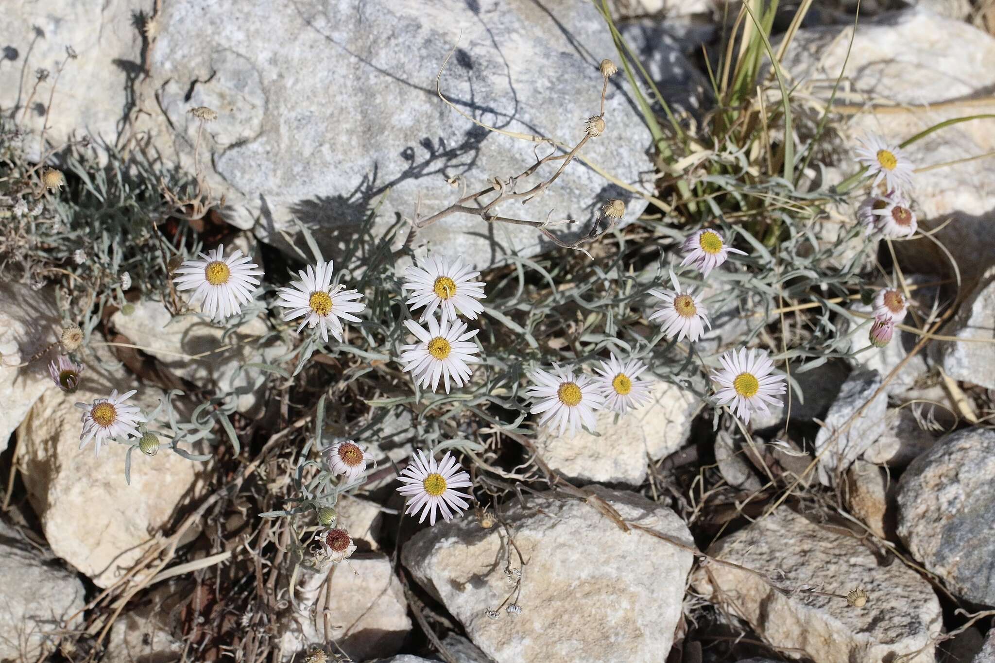 Erigeron parishii A. Gray resmi