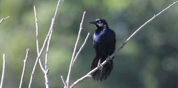 Image of Quiscalus major torreyi (Harper 1934)