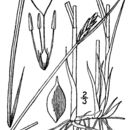 Image of red bulrush