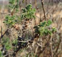 Image of Pelargonium oreophilum Schltr.