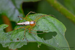 Image of Oxyopes shweta Tikader 1970