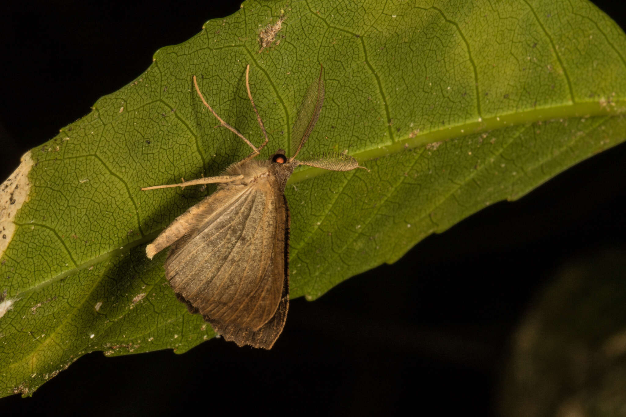 Image of Kawakawa looper moth