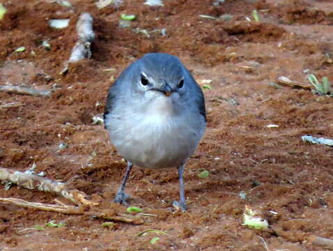 Image of <i>Fraseria <i>caerulescens</i></i> caerulescens