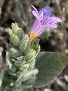 Imagem de Ruellia kaokoana E. A. Tripp & K. G. Dexter