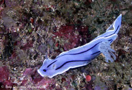 Image of Wallans grey and black slug