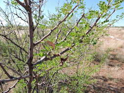 Image de Vachellia nebrownii (Burtt Davy) Seigler & Ebinger