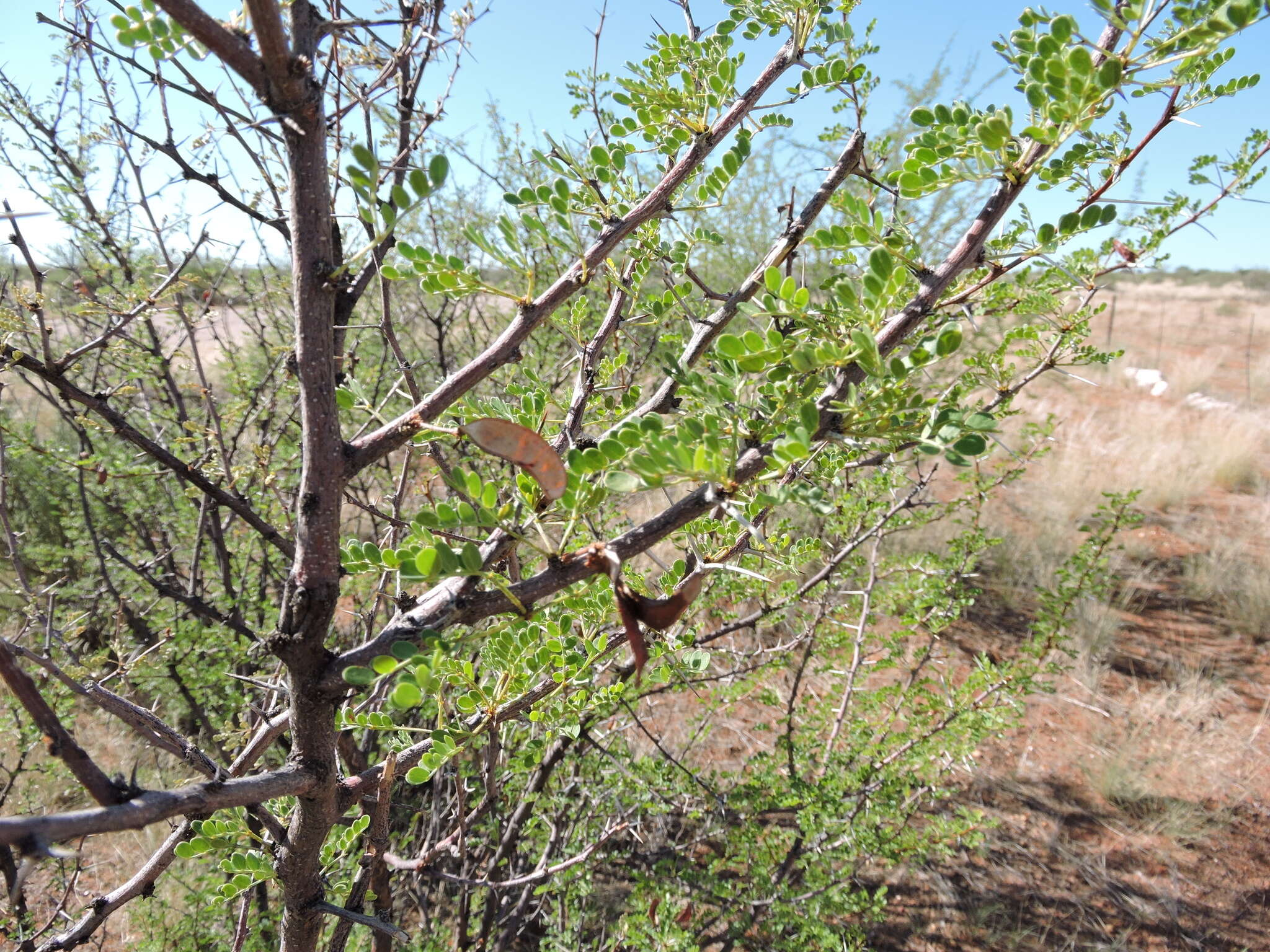 Image de Vachellia nebrownii (Burtt Davy) Seigler & Ebinger