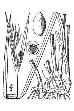 Image of Whip Nutrush