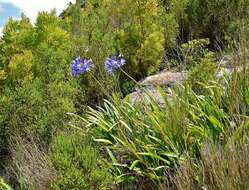 Image of Agapanthus praecox subsp. orientalis (F. M. Leight.) F. M. Leight.