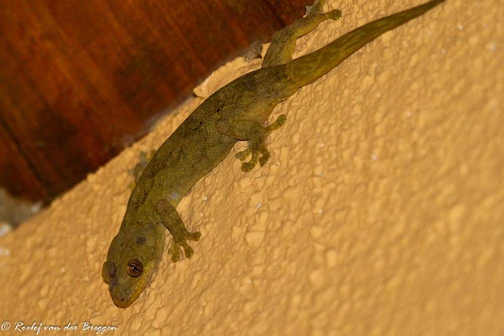 Image of Wahlberg's Velvet Gecko