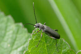 Image of Grammoptera abdominalis (Stephens 1831)