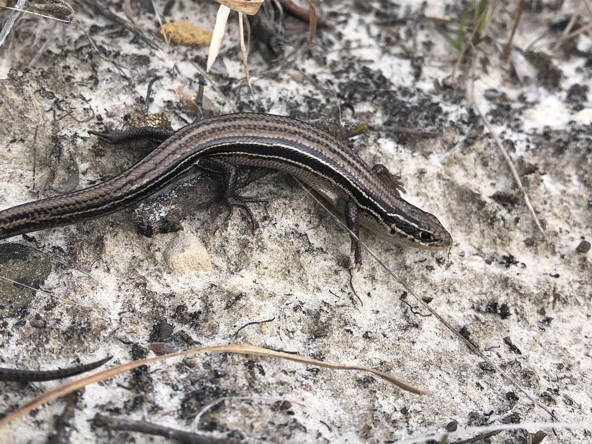 Plancia ëd Plestiodon septentrionalis septentrionalis (Baird 1858)