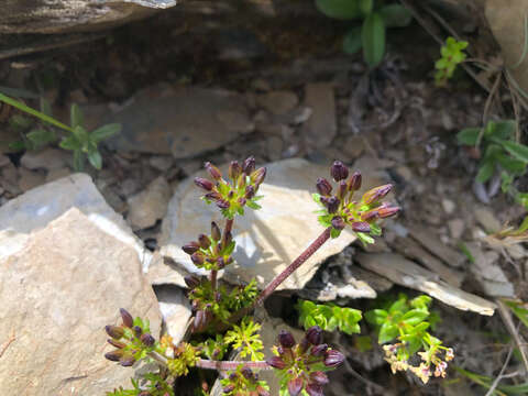 Image of Chaerophyllum taiwanianum (Masam.) K. F. Chung