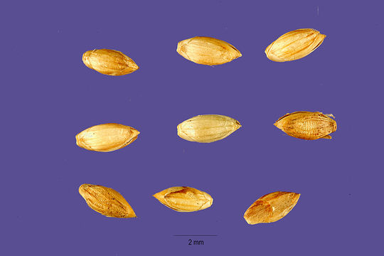 Image of East Indian bristlegrass