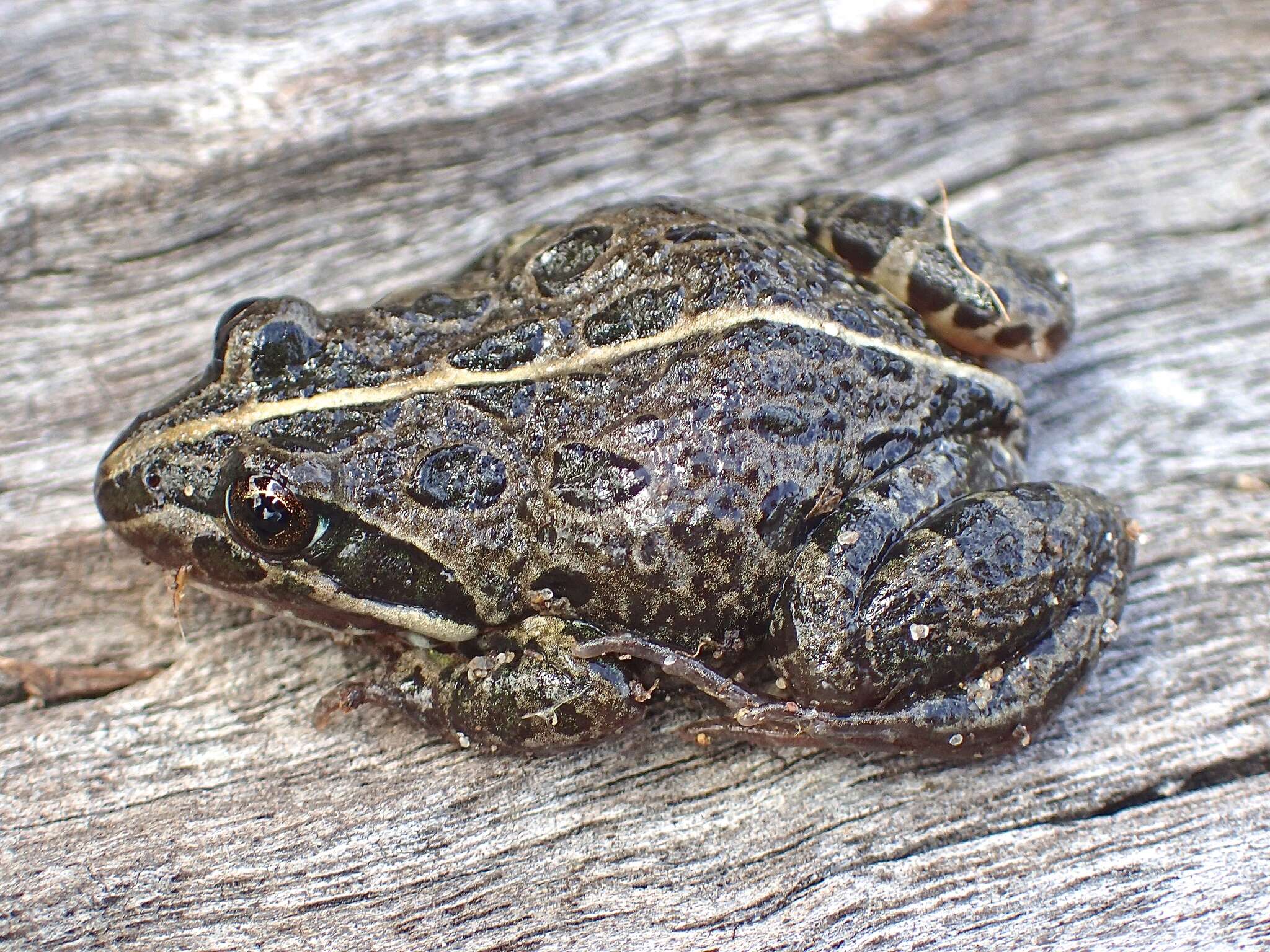 Image of Spotted Grass Frog