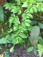 Image of fuchsia begonia