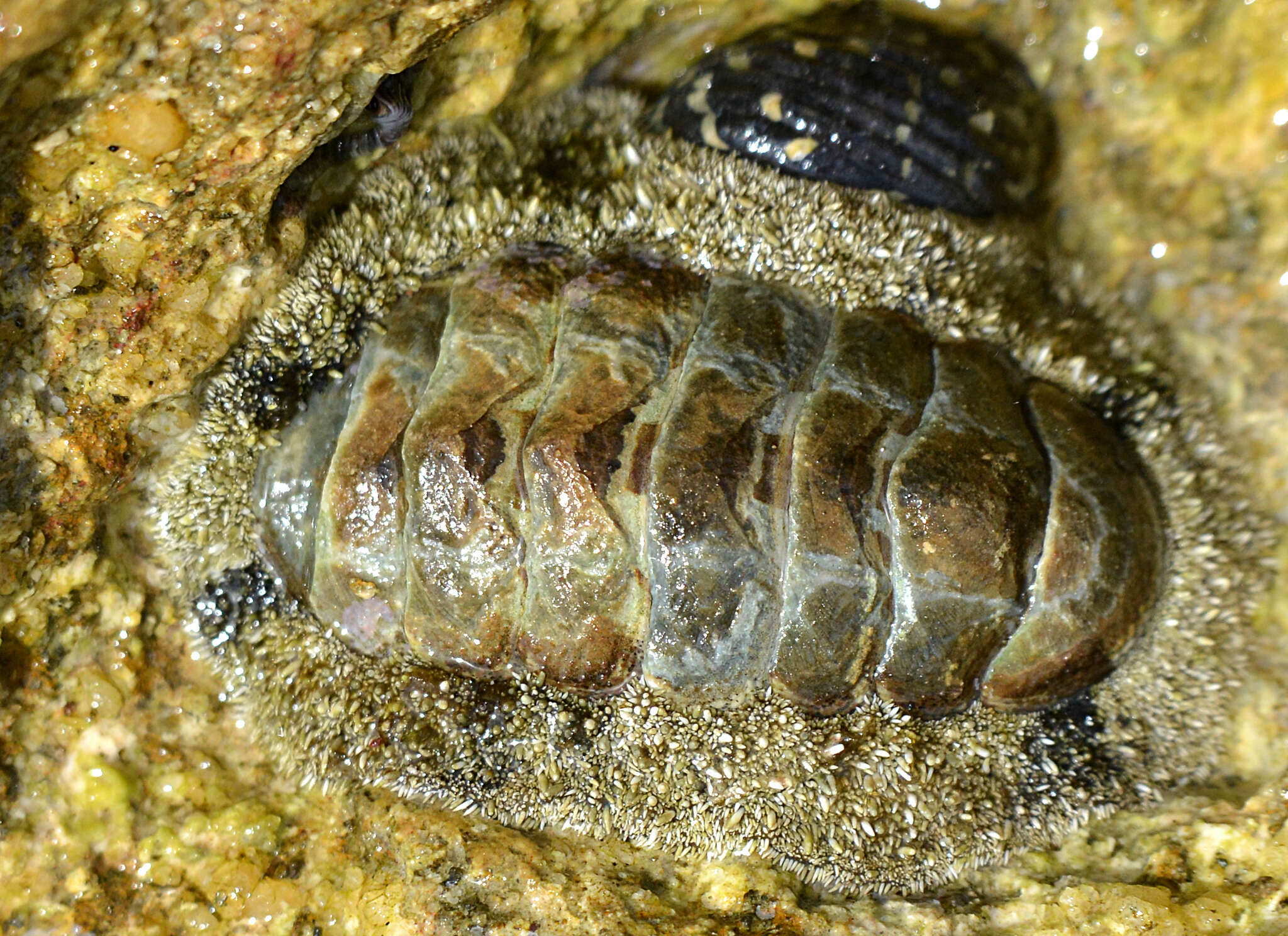 Image of West Indian fuzzy chiton