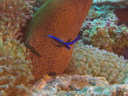 Image of Blue diesel wrasse