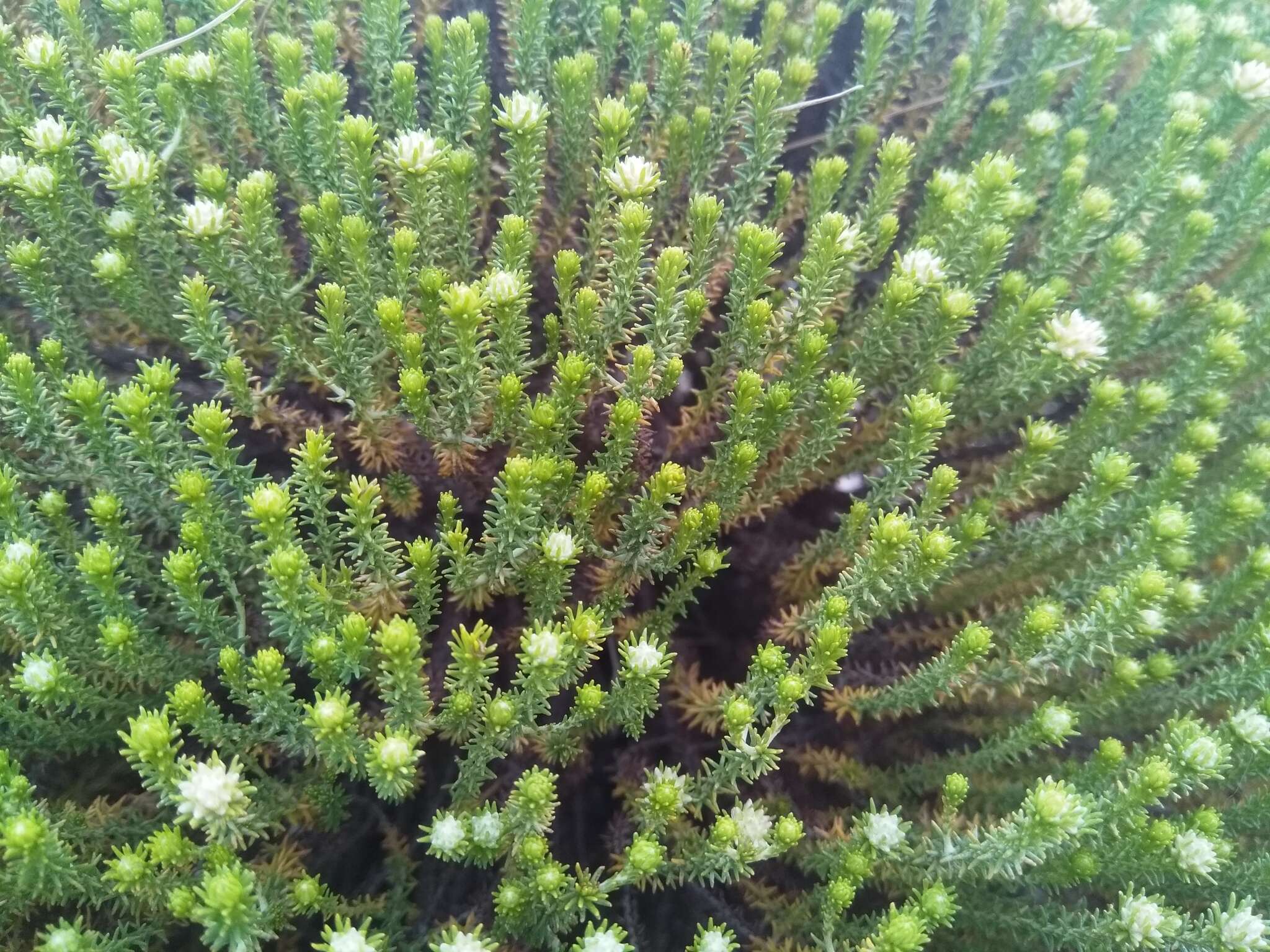 Image of Helichrysum asperum (Thunb.) Hilliard & Burtt