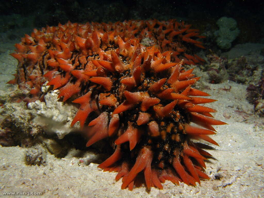 Image de Concombre de mer épineux