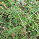 Image of Cirsium ukranicum Bess. ex DC.