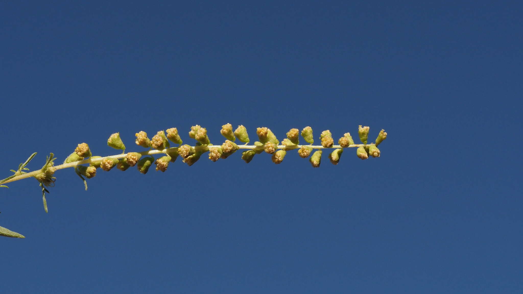 Image of weakleaf bur ragweed