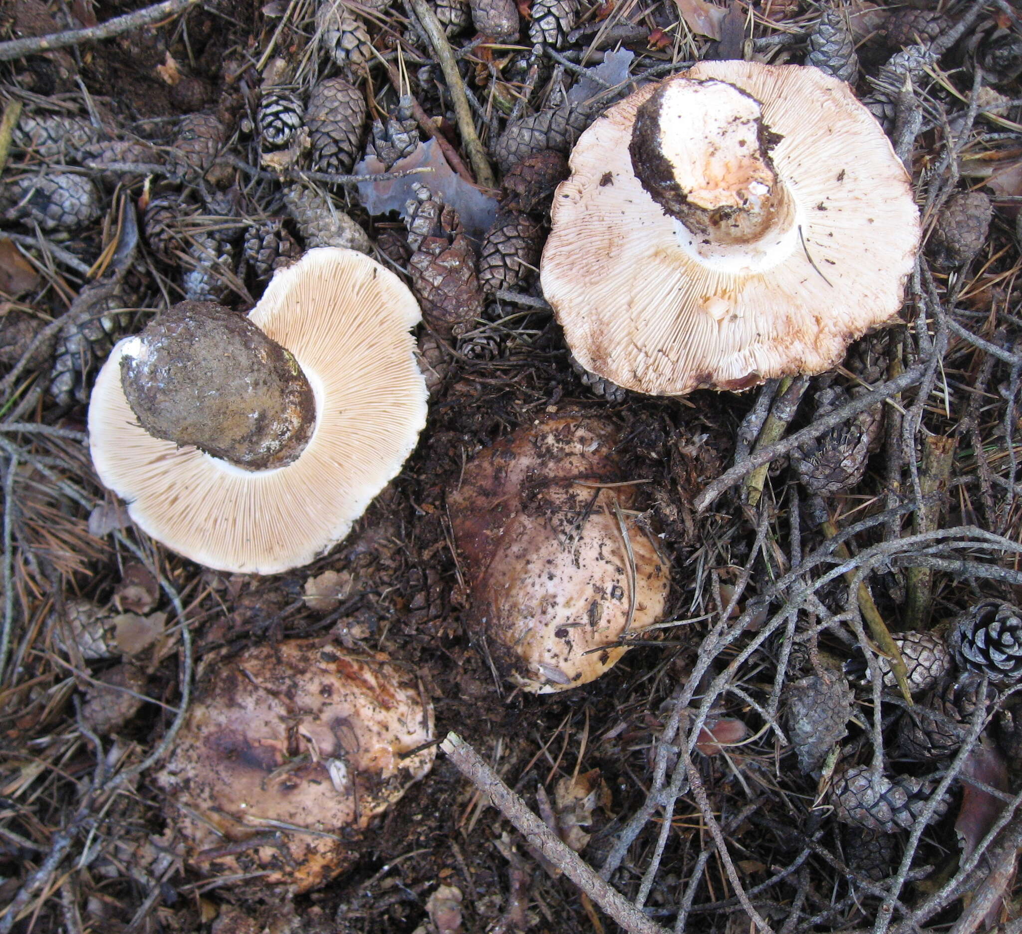 Image of Tricholoma colossus (Fr.) Quél. 1872