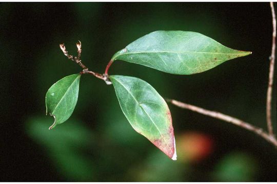 Sivun <i>Ditrysinia fruticosa</i> (W. Bartram) Govaerts & Frodin kuva
