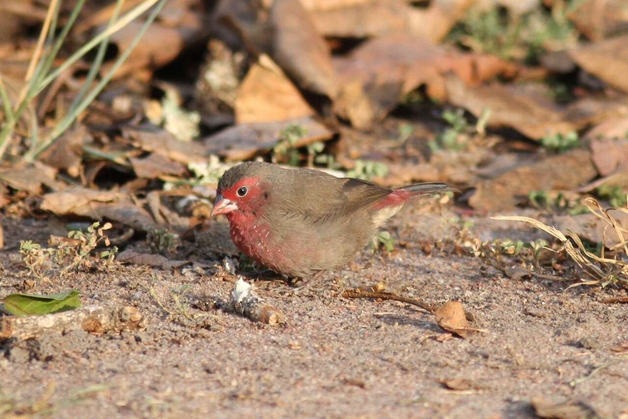 Image of Bar-breasted Firefinch