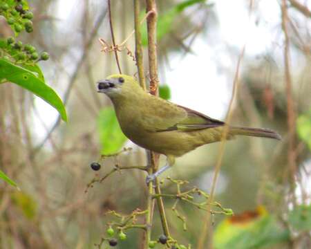 Image of Palm Tanager