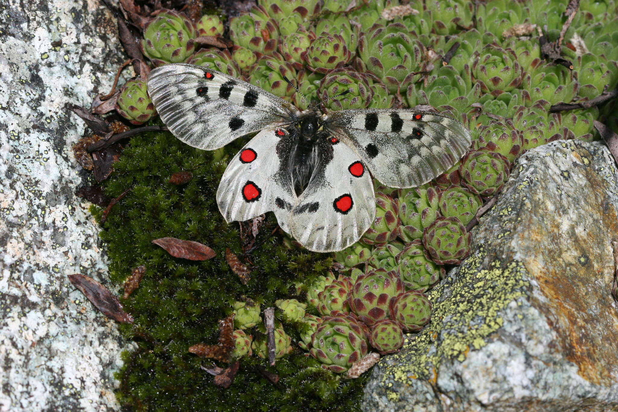 Image of Parnassius phoebus sacerdos Stichel 1906