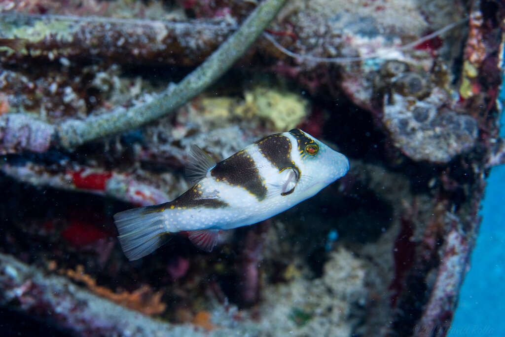 Слика од Canthigaster coronata (Vaillant & Sauvage 1875)