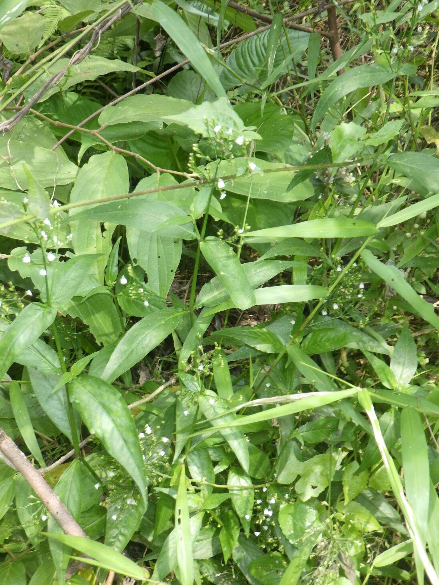 Image of Marsh Water-Willow