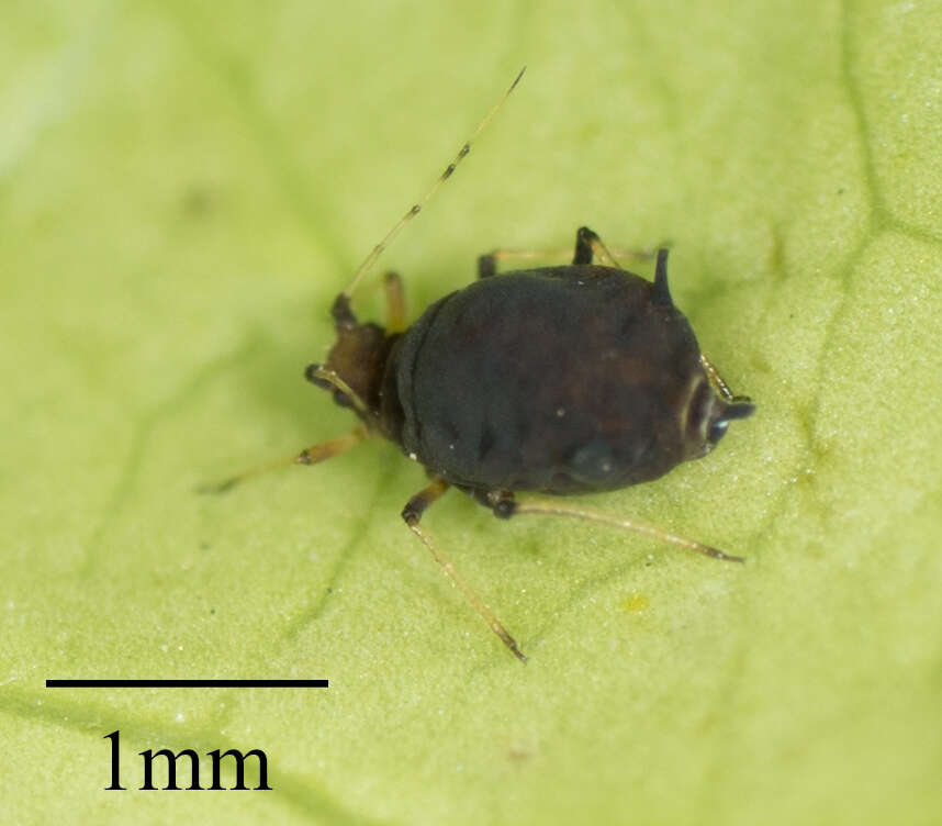 Слика од Aphis (Toxoptera) aurantii aurantii Boyer de Fonscolombe 1841