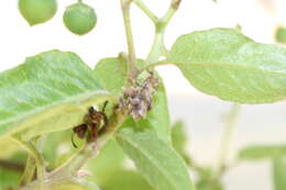 Image of Coenypha ditissima