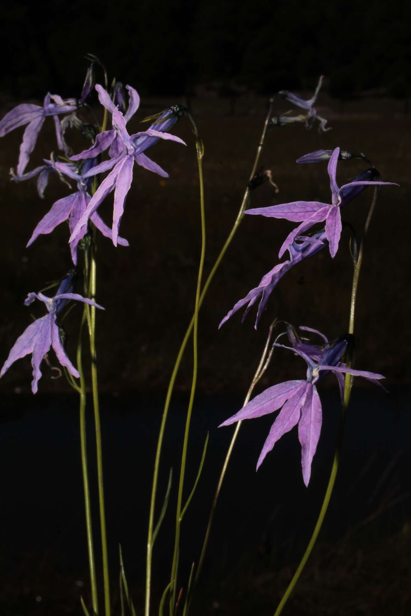 Image de Lobelia ehrenbergii subsp. gracilens (A. Gray) Lammers