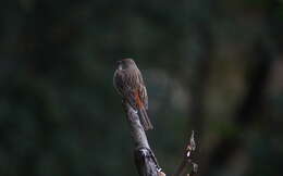 Image of Chestnut-breasted Bunting