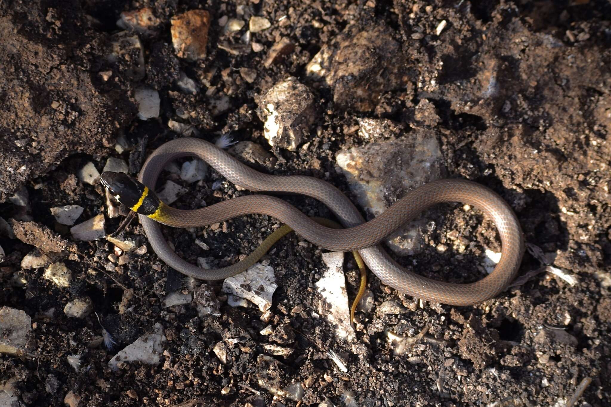 Image of Collared Whip Snake