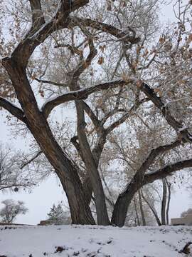 Image of Populus deltoides subsp. wislizenii (S. Wats.) Eckenwalder