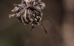 Image of Parancistrocerus declivatus (Bohart 1948)