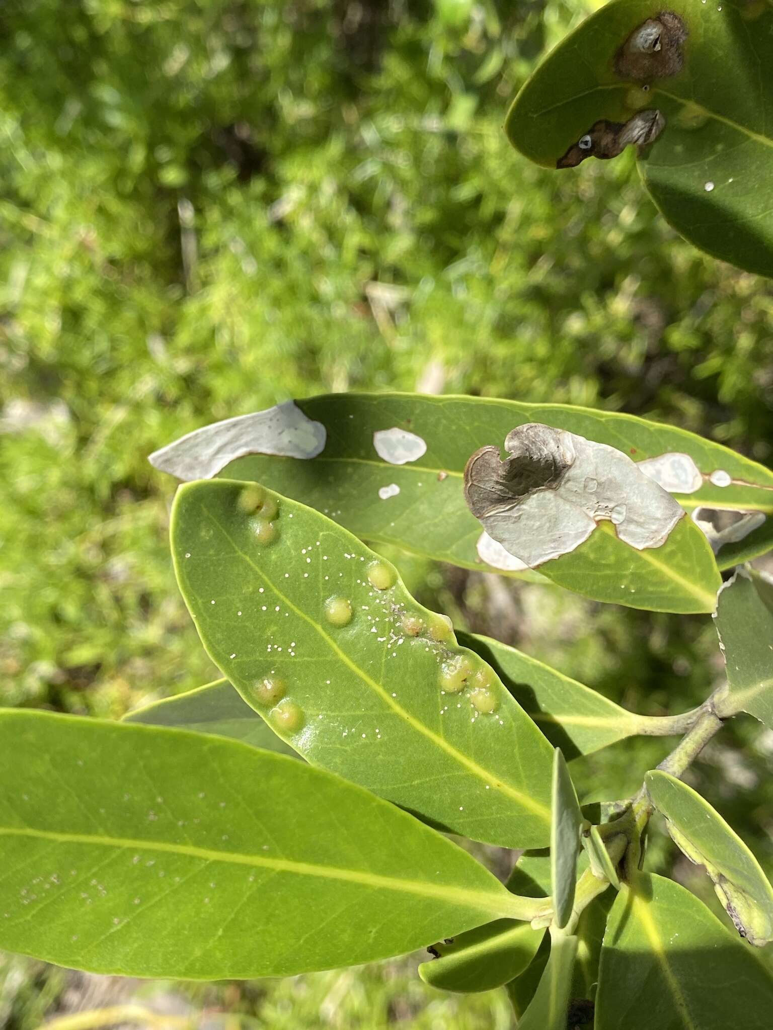 Image of Meunieriella avicenniae (Cook 1909)