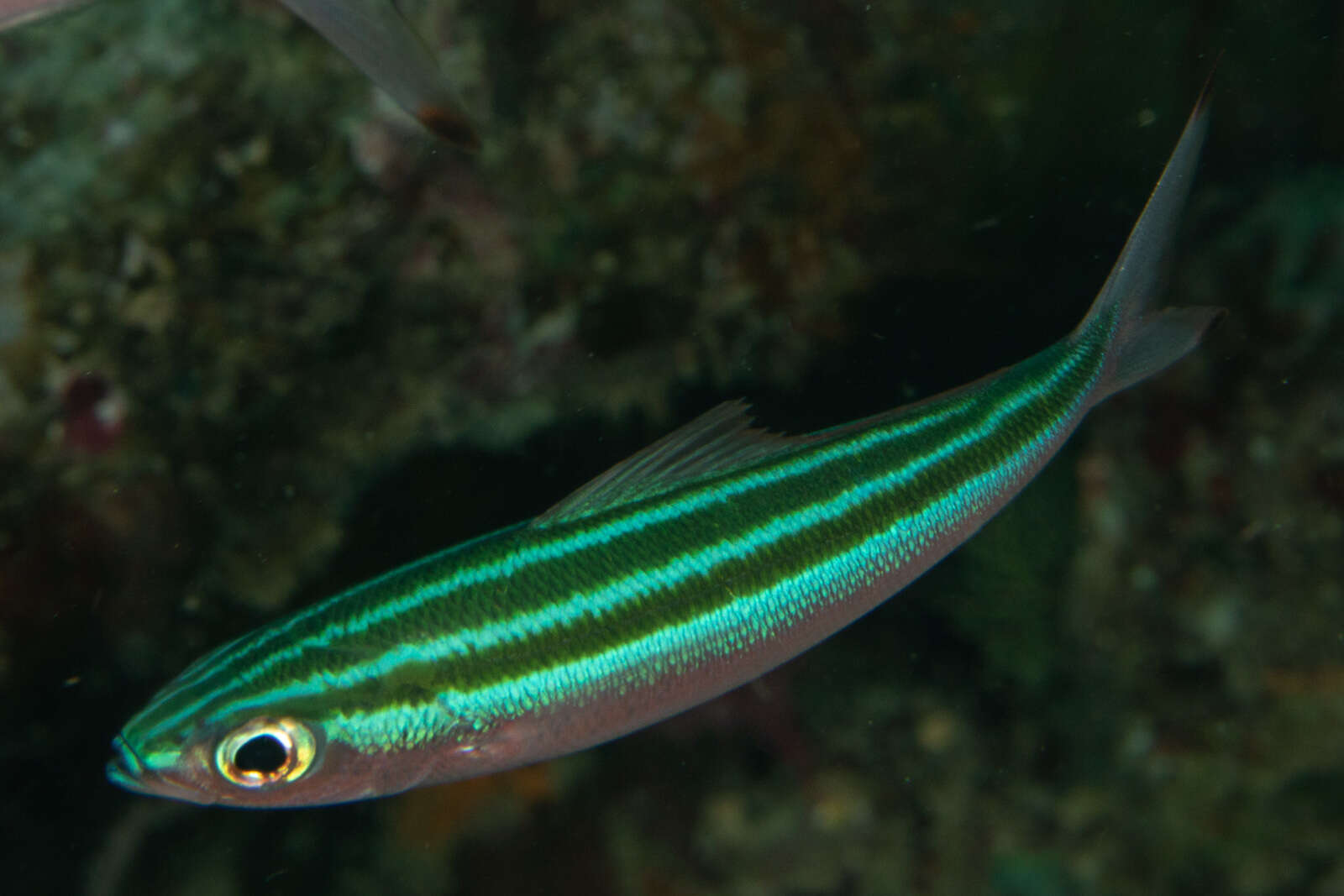 Imagem de Pterocaesio trilineata Carpenter 1987