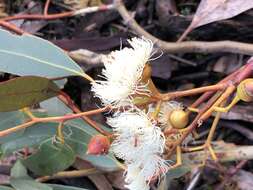 Image de Eucalyptus leucoxylon subsp. pruinosa (F. Müll. ex Miq.) D. J. Boland