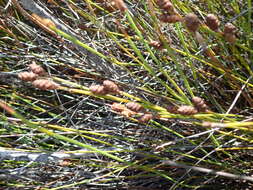 Nevillea obtusissimus (Steud.) H. P. Linder的圖片