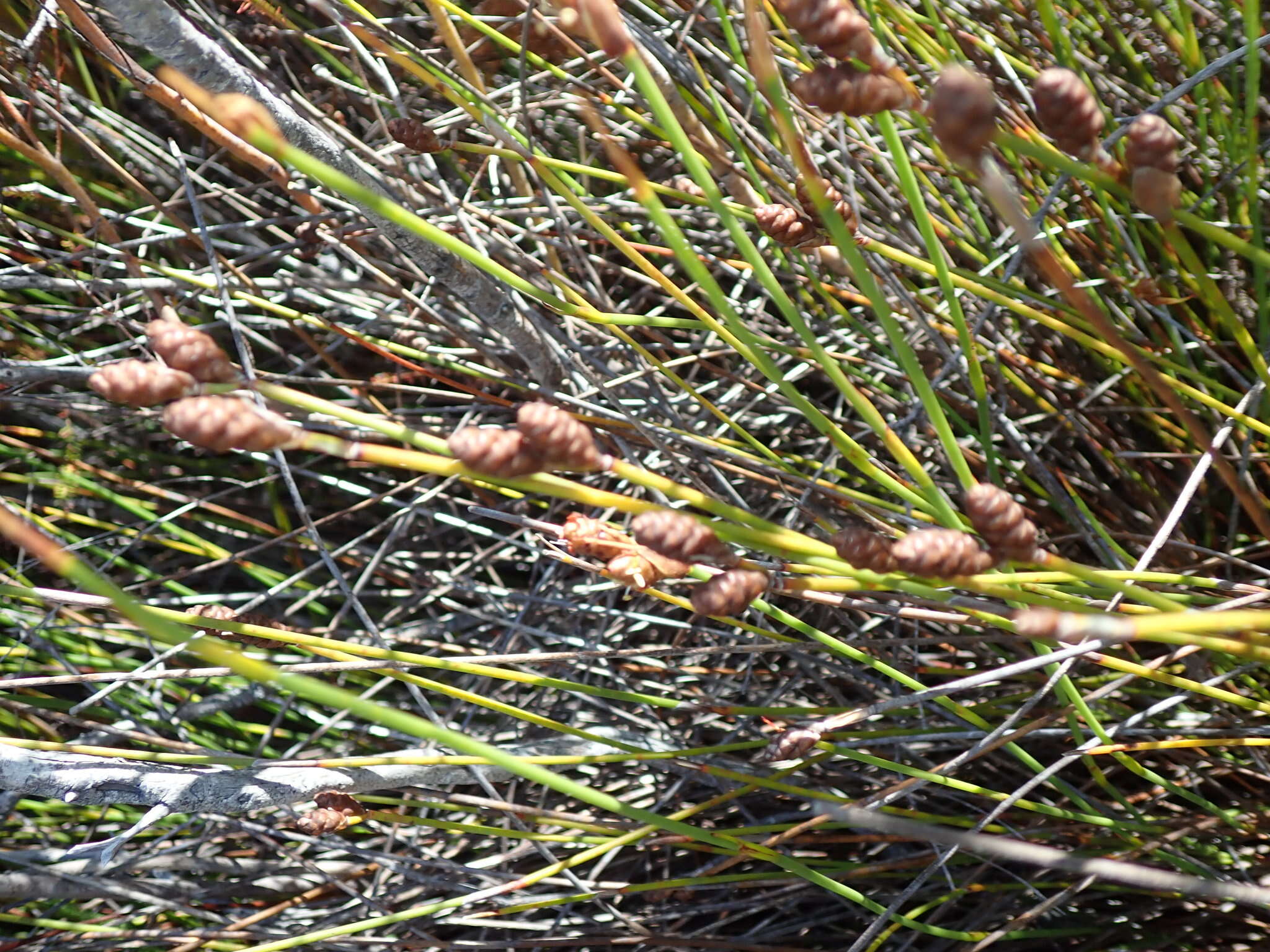 Nevillea obtusissimus (Steud.) H. P. Linder的圖片