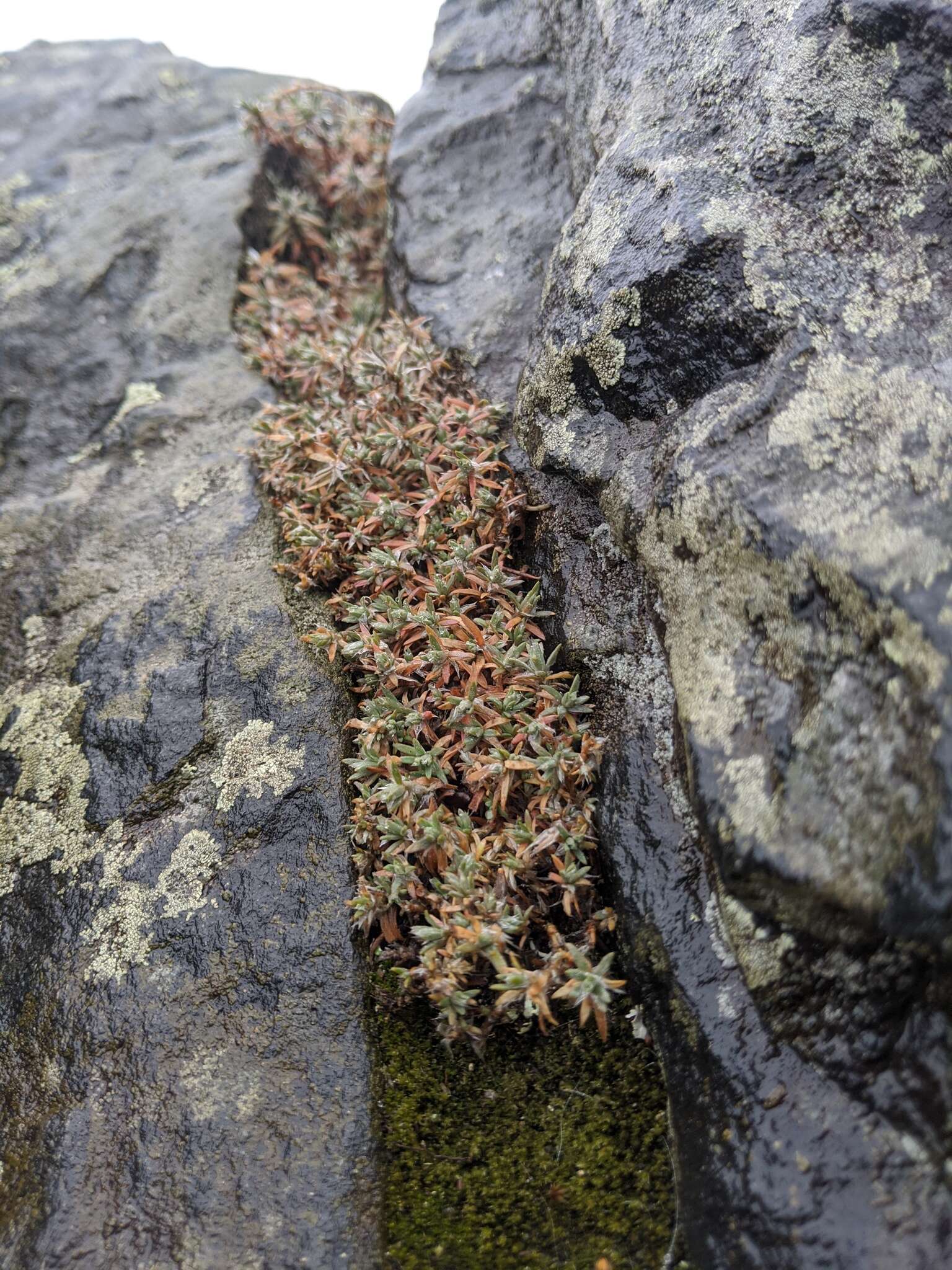 Image of silvery nailwort